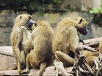 Marauding monkeys to now face bullets in Shimla