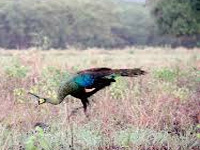 Peacock count goes down, state chalks revival plan