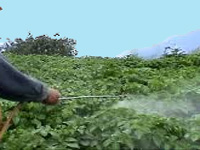 Organic farmers claim natural pesticide saved paddy from pests
