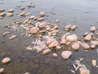 ‘Fish deaths over the years expose pollution in Vashi creek’