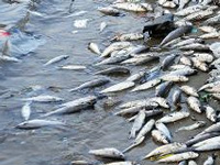 Low oxygen in Ghodasar water kills hundreds of fish