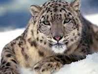 Snow leopard now no longer endangered  