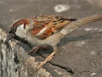 WII study points to presence of house sparrows in state
