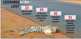 State roads turn killer for big cats