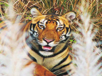 US offers technology to track and protect Indian tigers