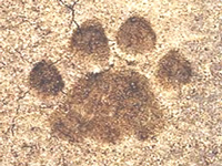 Tiger footprint in Bhopal: Foresters have no clue