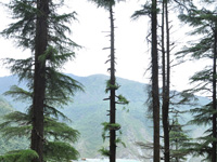 Champawat to move God's court to protect Deodar tree