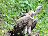 Caught on camera: Vulture chicks dying without food