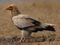 60% habitat of Egyptian vulture to be submerged in Ken Betwa project