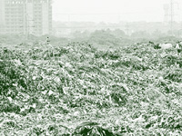 Areal troubled by waste collection, pollution
