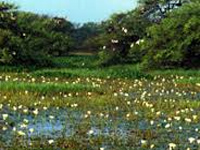Metro Village: Kerala High Court Orders Status Quo on Filling of Wetlands