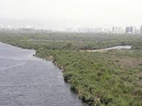 Navi Mumbai wetlands may soon turn into dustbowls