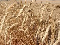 Insurance scheme for wheat, barley to continue