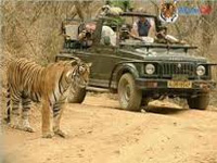 Rampant eco-tourism, illegal mining pose threat to lion pride