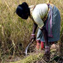 The state of food and agriculture 2010-11: women in agriculture