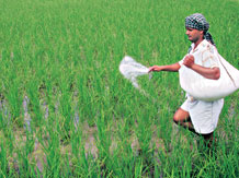 Develop environment friendly farming practices: Delhi HC to govt