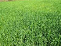 250 farmers adopt organic farming to cultivate wheat in Bijnor