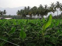 New crop insurance scheme gets govt nod