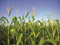 States award contracts for crop insurance