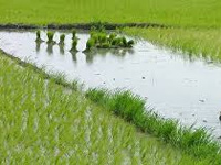 Only 5% of farmers cultivating wheat, rice insured their crops