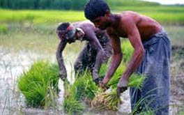 State of Indian agriculture 2012-13
