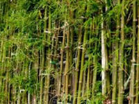 Budget brings hope to bamboo-rich northeast