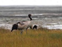 MoEFCC drops its 45-day study period for assessing black-necked crane habitat in Tawang