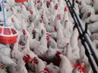 35,000 chicken die of bird flu in 20 days at Bidar village