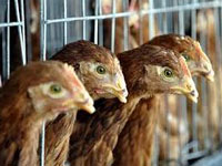 Disassociate from misleading advertorial by poultry industry’