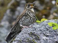 New bird species named after eminent ornithologist Dr Salim Ali