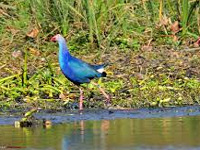 Bhitarkanika park registers rise in number of winged guests