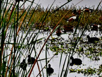 Waterbird census to help learn health of wetlands