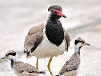 Bird biodiversity in Tamil Nadu under severe threat