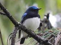 Blue bird visits blue mountains: Rare migratory bird spotted in the Nilgiris