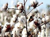 CICR begins fresh Bt cotton research even as variety grows in its backyard