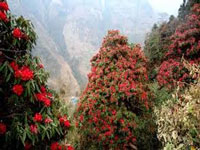 U’khand state flower Burans blooms early, may not be juicy enough, fear experts