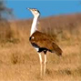 The last call to save Indian Bustard in Kutch, Gujarat, India