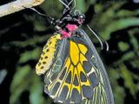 Southern Bird Wing may be state butterfly of Karnataka