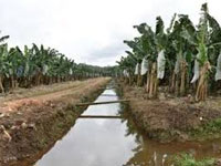 Ivory Coast banana growers on the comeback trail