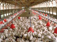 Multi-drug resistant bacteria proliferating through poultry waste