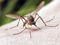 Dengue strain resurfaces in city