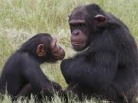 Endangered chimpanzee can disappear in our lifetime