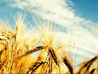 Global warming reduces protein in key crops: Study