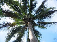 Green Brigade protests reclassification of coconut treee as grass