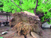 Gurgaon gets NGT notice against concrete around trees