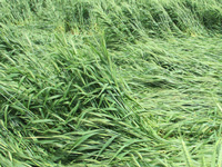 After unseasonal rains, Arvind Kejriwal orders assessment of crop damage