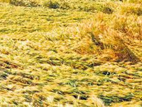 Farmers get Rs 928 crore towards damaged crop; Rs 1,600 crore more shortly