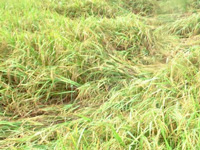 Rain damaged crops over 1,000 acres: Agriculture Dept