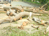 Tree felling on large scale in eco-sensitive Uttarkashi irks environmentalists