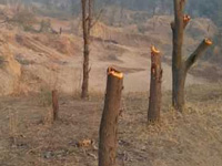 No Posco, but 3L trees axed for project